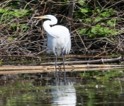 2016 06 11 WildLife MPLS 166